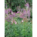 VERONICASTRUM virginicum 'Fascination' VERONICASTRUM virginicum 'Fascination'