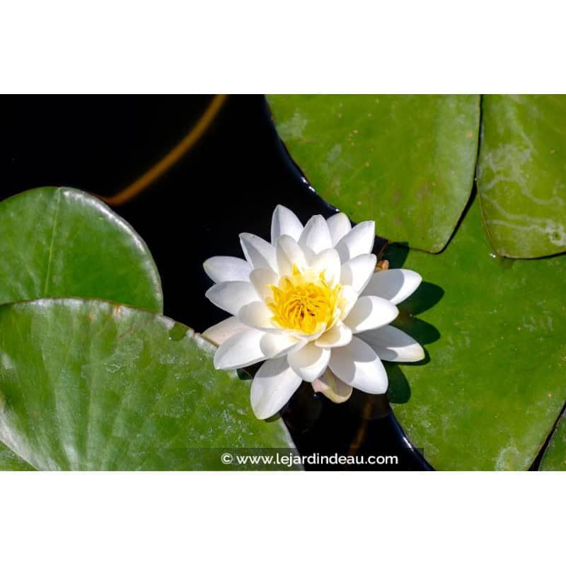 NYMPHAEA alba NYMPHAEA alba