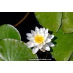 NYMPHAEA alba NYMPHAEA alba