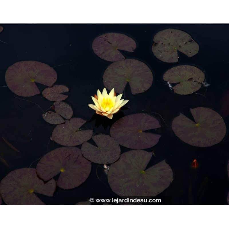 NYMPHAEA 'Odorata Sulphurea' NYMPHAEA 'Odorata Sulphurea'