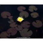 NYMPHAEA 'Odorata Sulphurea' NYMPHAEA 'Odorata Sulphurea'