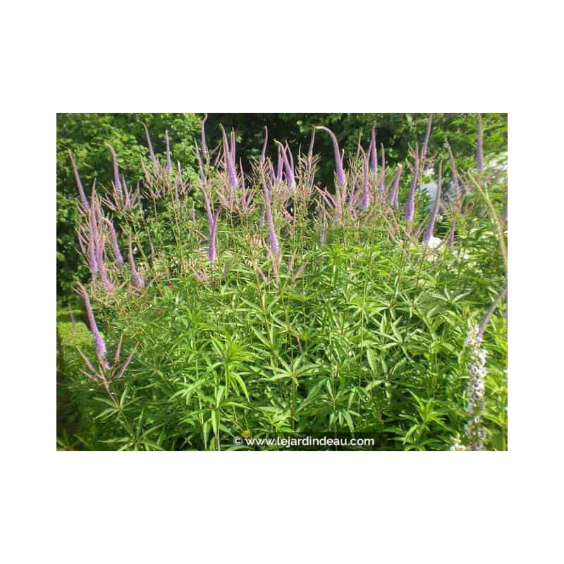 VERONICASTRUM virginicum 'Fascination' VERONICASTRUM virginicum 'Fascination'