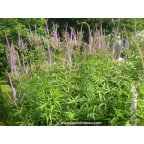 VERONICASTRUM virginicum 'Fascination' VERONICASTRUM virginicum 'Fascination'