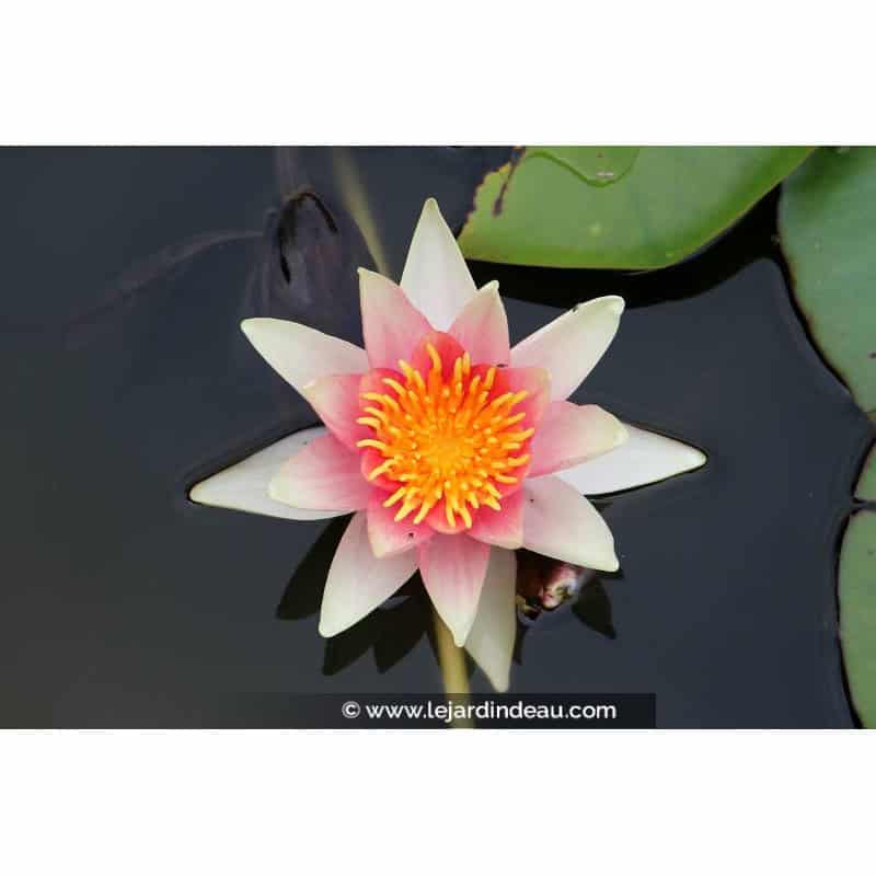 NYMPHAEA 'René Gérard' NYMPHAEA 'René Gérard'