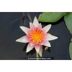 NYMPHAEA 'René Gérard' NYMPHAEA 'René Gérard'