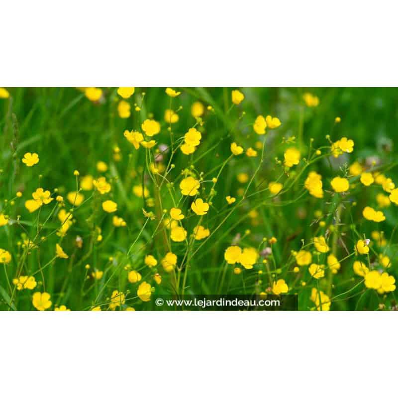 RANUNCULUS lingua RANUNCULUS lingua
