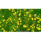 RANUNCULUS lingua RANUNCULUS lingua