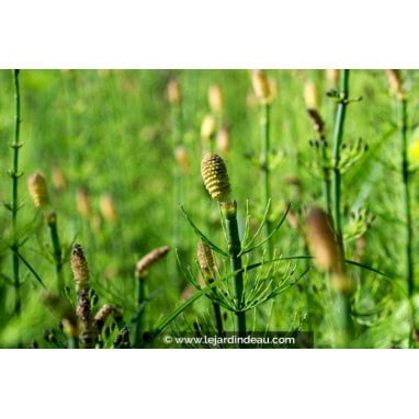 EQUISETUM fluviatile - Prêle des rivières