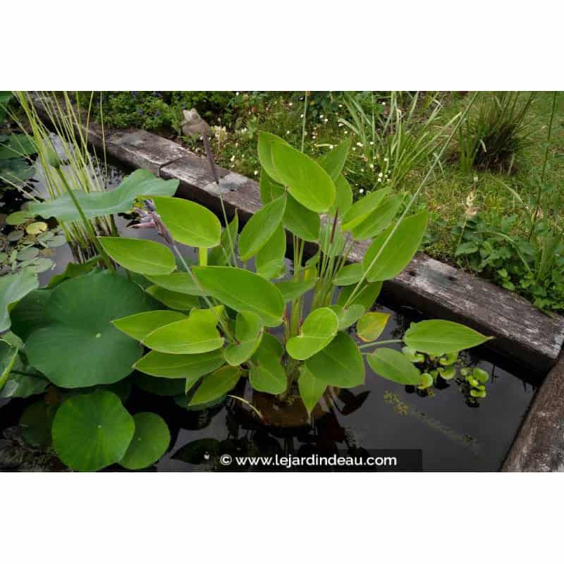 THALIA dealbata THALIA dealbata