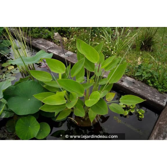 THALIA dealbata