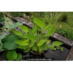 THALIA dealbata THALIA dealbata
