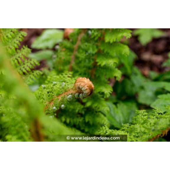 POLYSTICHUM setiferum 'Proliferum'