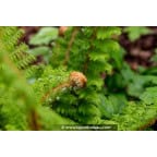 POLYSTICHUM setiferum 'Proliferum' POLYSTICHUM setiferum 'Proliferum'