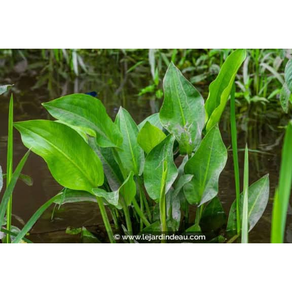 ALISMA plantago-aquatica