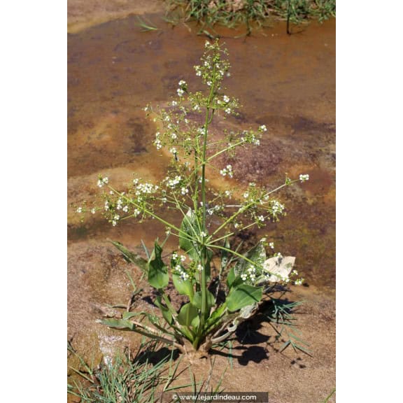 ALISMA plantago-aquatica