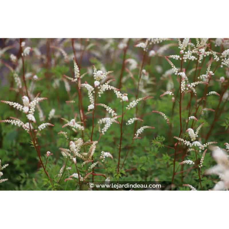 ARUNCUS aethusifolius ARUNCUS aethusifolius