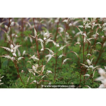ARUNCUS aethusifolius - Barbe de bouc