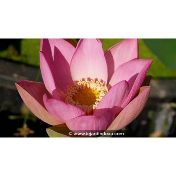 NELUMBO 'Patricia Garrett' - &Eacute;t&eacute;