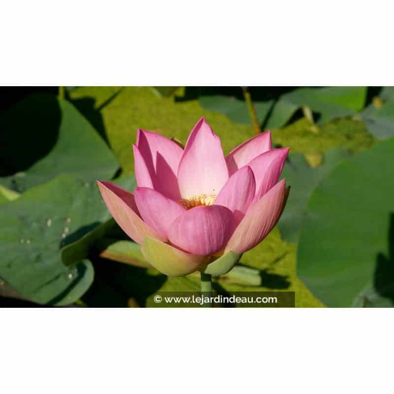 NELUMBO 'Patricia Garrett' - Été NELUMBO 'Patricia Garrett' - Été