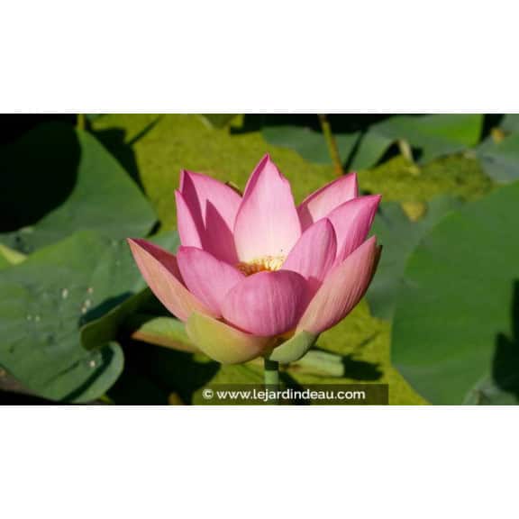 NELUMBO 'Patricia Garrett' - &Eacute;t&eacute;