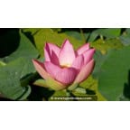 NELUMBO 'Patricia Garrett' - Été NELUMBO 'Patricia Garrett' - Été