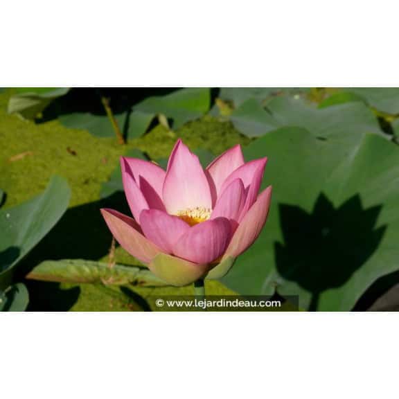 NELUMBO 'Patricia Garrett' - &Eacute;t&eacute;