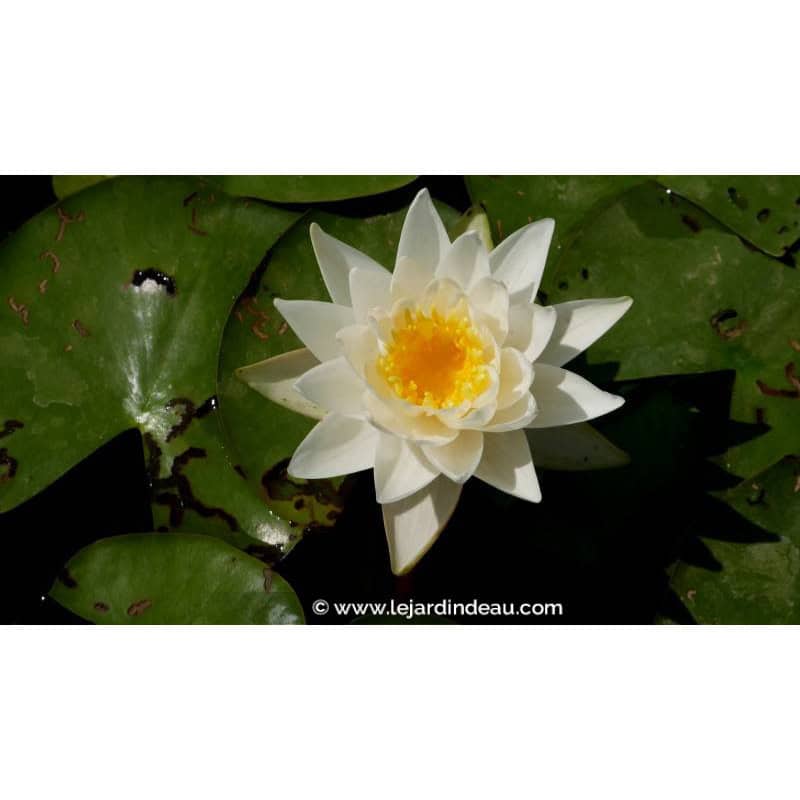 NYMPHAEA tetragona NYMPHAEA tetragona