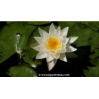 NYMPHAEA tetragona NYMPHAEA tetragona