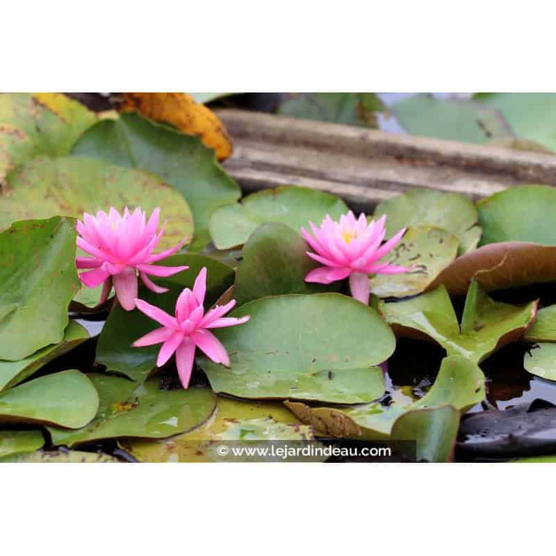 NYMPHAEA 'Princess Elisabeth' NYMPHAEA 'Princess Elisabeth'