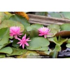 NYMPHAEA 'Princess Elisabeth' NYMPHAEA 'Princess Elisabeth'