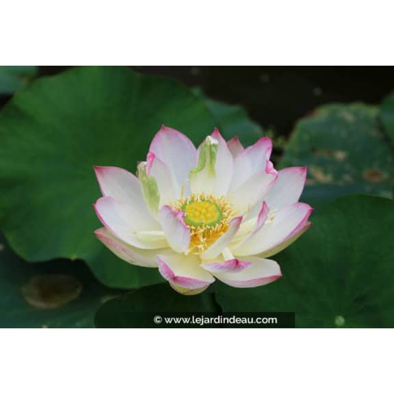 NELUMBO 'Cranberry Kiss'
