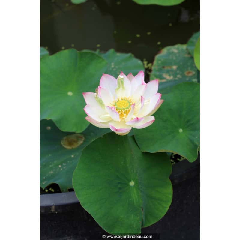 NELUMBO 'Cranberry Kiss' NELUMBO 'Cranberry Kiss'
