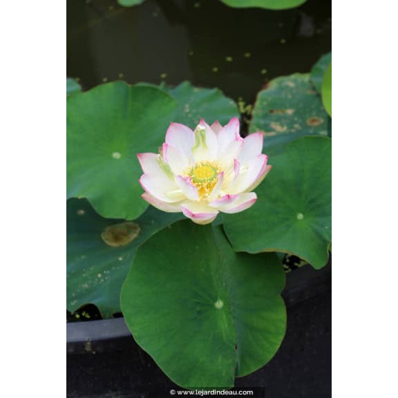 NELUMBO 'Cranberry Kiss'