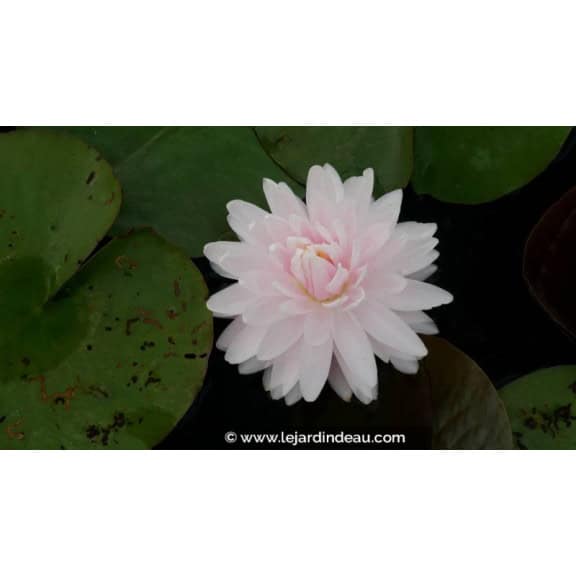 NYMPHAEA 'Gloire du Temple Sur Lot' - &Eacute;t&eacute;