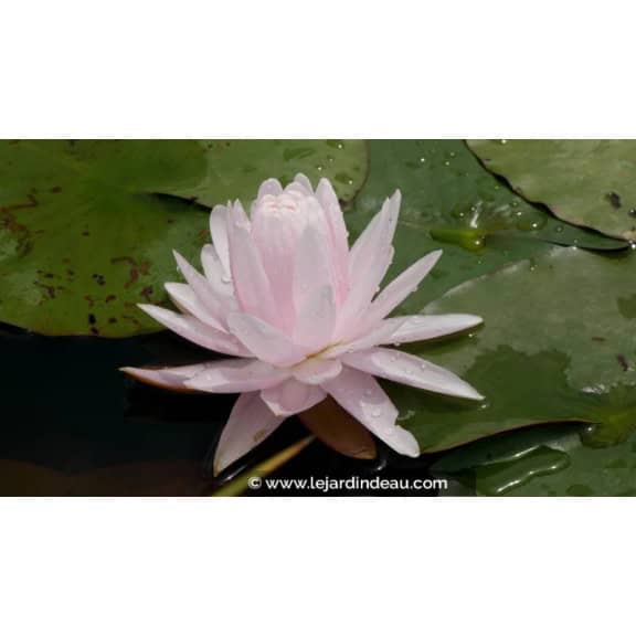 NYMPHAEA 'Gloire du Temple Sur Lot' - &Eacute;t&eacute;