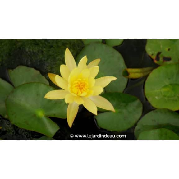 NYMPHAEA mexicana - &Eacute;t&eacute;