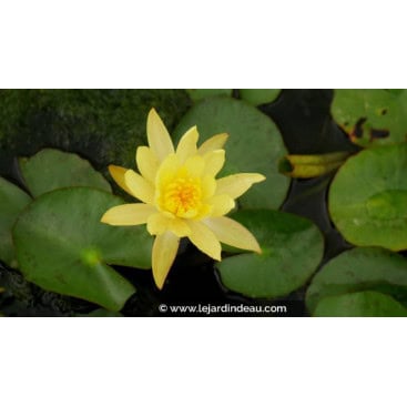 NYMPHAEA mexicana - Nénuphar