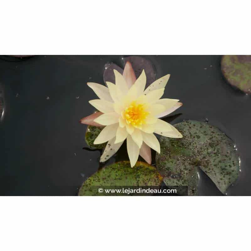 NYMPHAEA 'Odorata Sulphurea' - Été NYMPHAEA 'Odorata Sulphurea' - Été