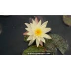 NYMPHAEA 'Odorata Sulphurea' - Été NYMPHAEA 'Odorata Sulphurea' - Été
