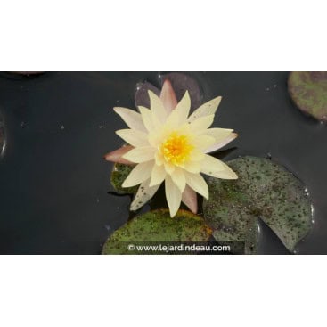 NYMPHAEA \'Odorata Sulphurea\' - Nénuphar