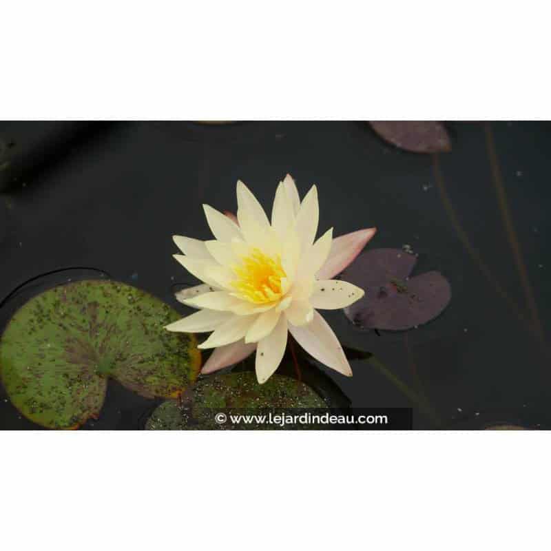NYMPHAEA 'Odorata Sulphurea' - Été NYMPHAEA 'Odorata Sulphurea' - Été