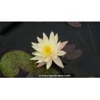NYMPHAEA 'Odorata Sulphurea' - Été NYMPHAEA 'Odorata Sulphurea' - Été