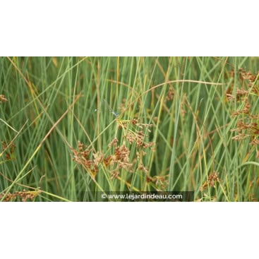 JUNCUS inflexus \'Glaucus\' - Jonc \'Glaucus\', Jonc bleu, Jonc arqu&eacute;