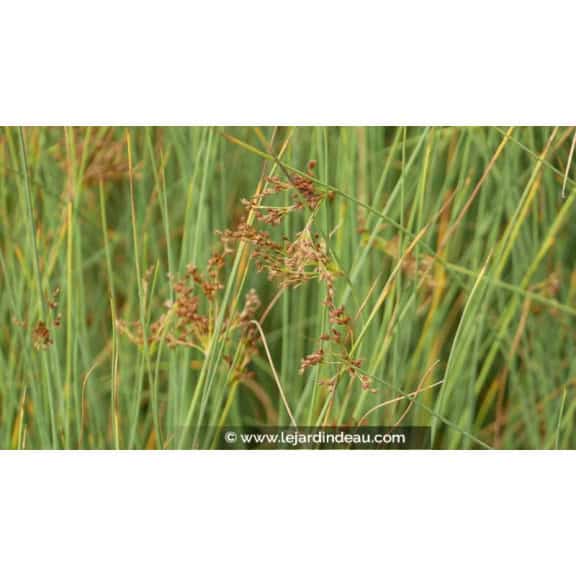JUNCUS inflexus 'Glaucus' - &Eacute;t&eacute;