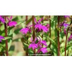 LOBELIA x speciosa 'Tania' - Été LOBELIA x speciosa 'Tania' - Été