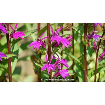 LOBELIA x speciosa \'Tania\' - Lobélie hybride rouge