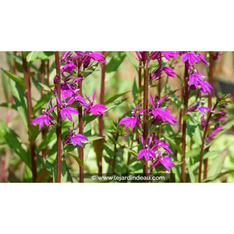 LOBELIA x speciosa 'Tania' - Été LOBELIA x speciosa 'Tania' - Été
