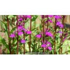 LOBELIA x speciosa 'Tania' - Été LOBELIA x speciosa 'Tania' - Été