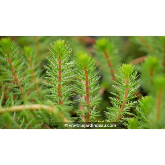 MYRIOPHYLLUM crispata - Printemps