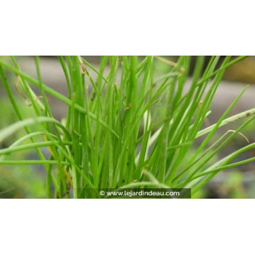 LITTORELLA uniflora - Littorelle à une fleur